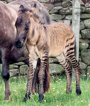 Zebra Stallion Chapman Zebra Stallion